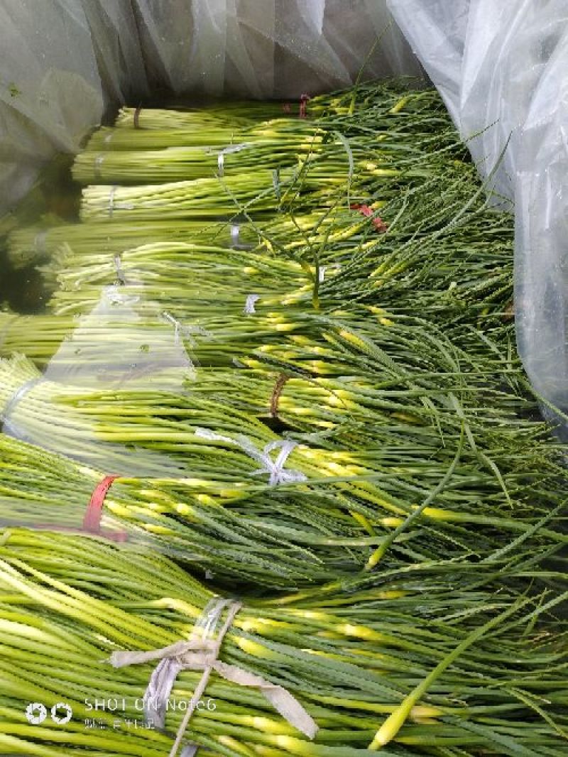 汉中洋县露天白帽蒜薹，通货50公分长，质量好，欢迎