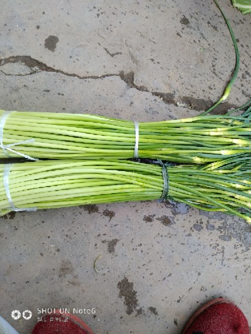 汉中洋县露天白帽蒜薹，通货50公分长，质量好，欢迎