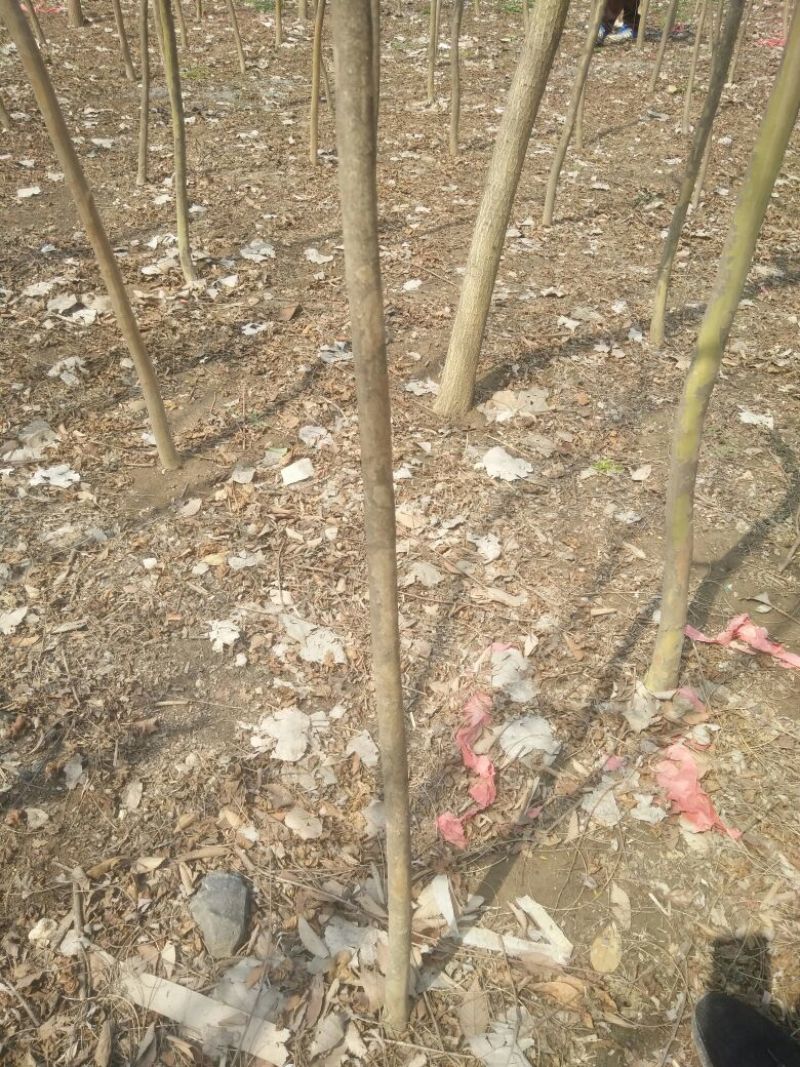 红花紫薇12~14cm0.5米以下1米以下