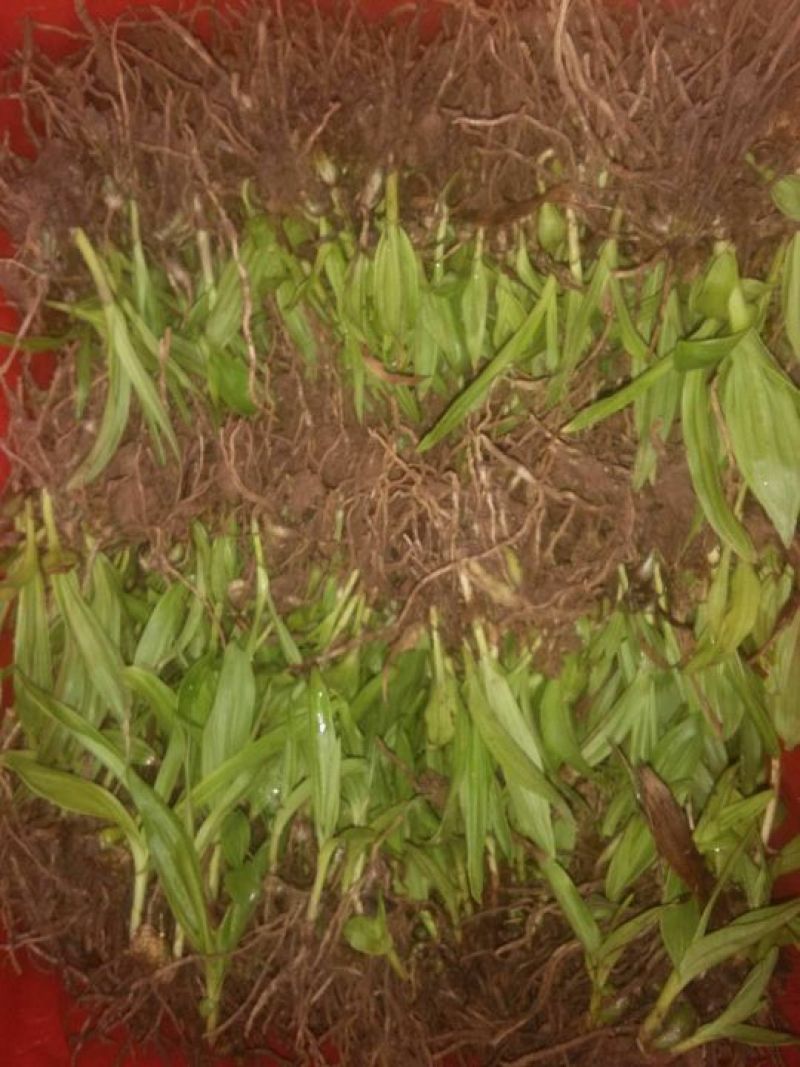 三叉白芨种苗10~20cm