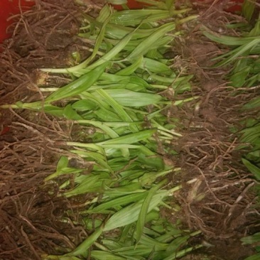 三叉白芨种苗10~20cm
