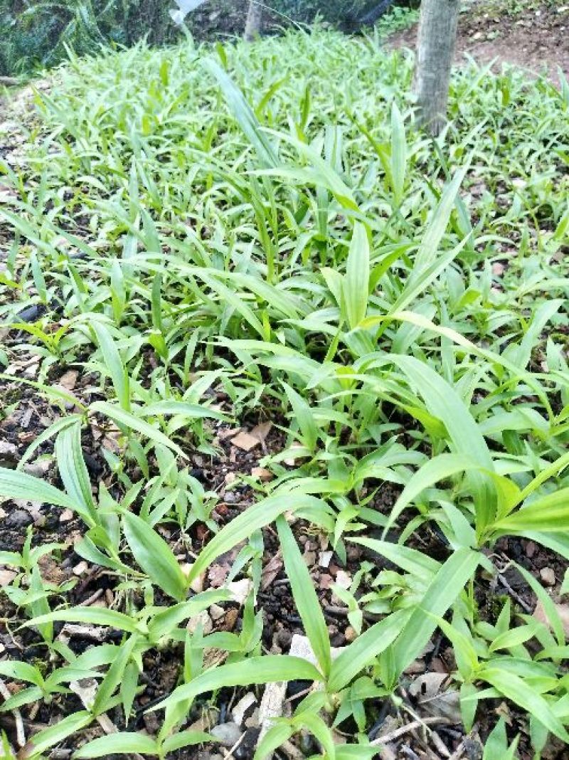 三叉白芨种苗10~20cm