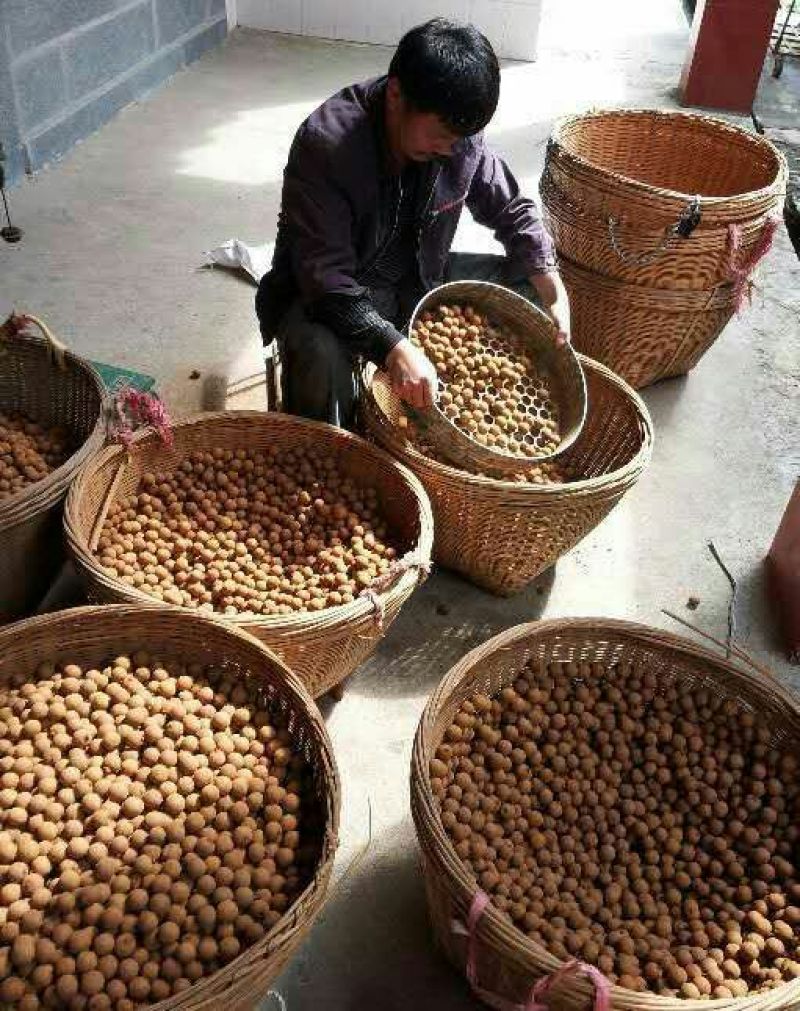 新货桂圆干500g包邮小核龙眼干福建莆田特产