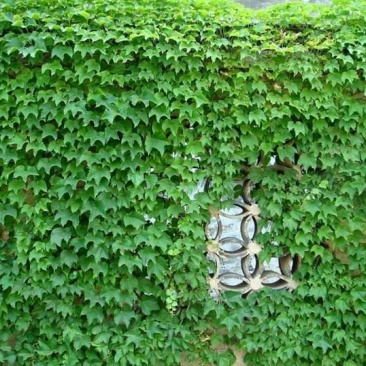 爬山虎种子