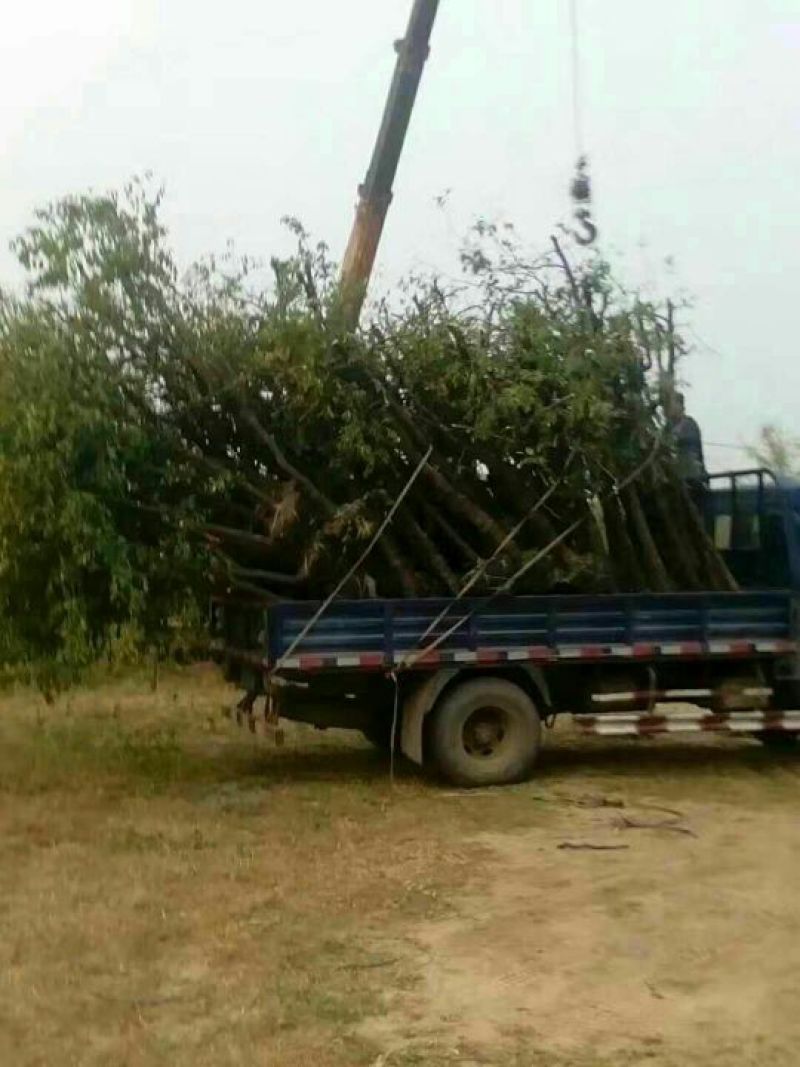 枣树苗110cm以上基地大量销售包成活
