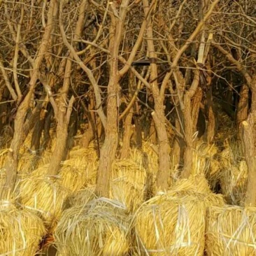 枣树苗110cm以上基地大量销售包成活