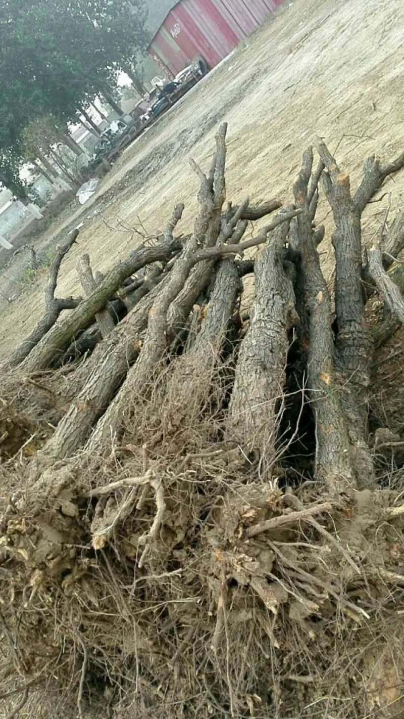 金丝小枣树苗乐陵小枣树苗110cm以上基地直供