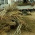 金丝小枣树苗乐陵小枣树苗110cm以上基地直供