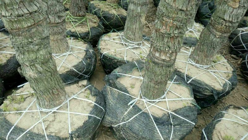 金丝小枣树苗乐陵小枣树苗110cm以上基地直供