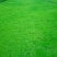 高羊茅高速护坡绿化工程用籽芽率高护坡效果好扎根深