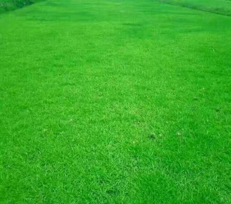 高羊茅高速护坡绿化工程用籽芽率高护坡效果好扎根深