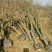 冬枣树苗110cm以上基地供应包成活五十万亩基地
