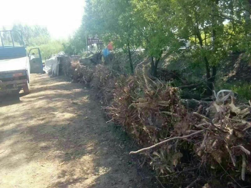 冬枣树苗110cm以上基地供应包成活五十万亩基地