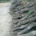 冬枣树苗110cm以上基地供应包成活五十万亩基地