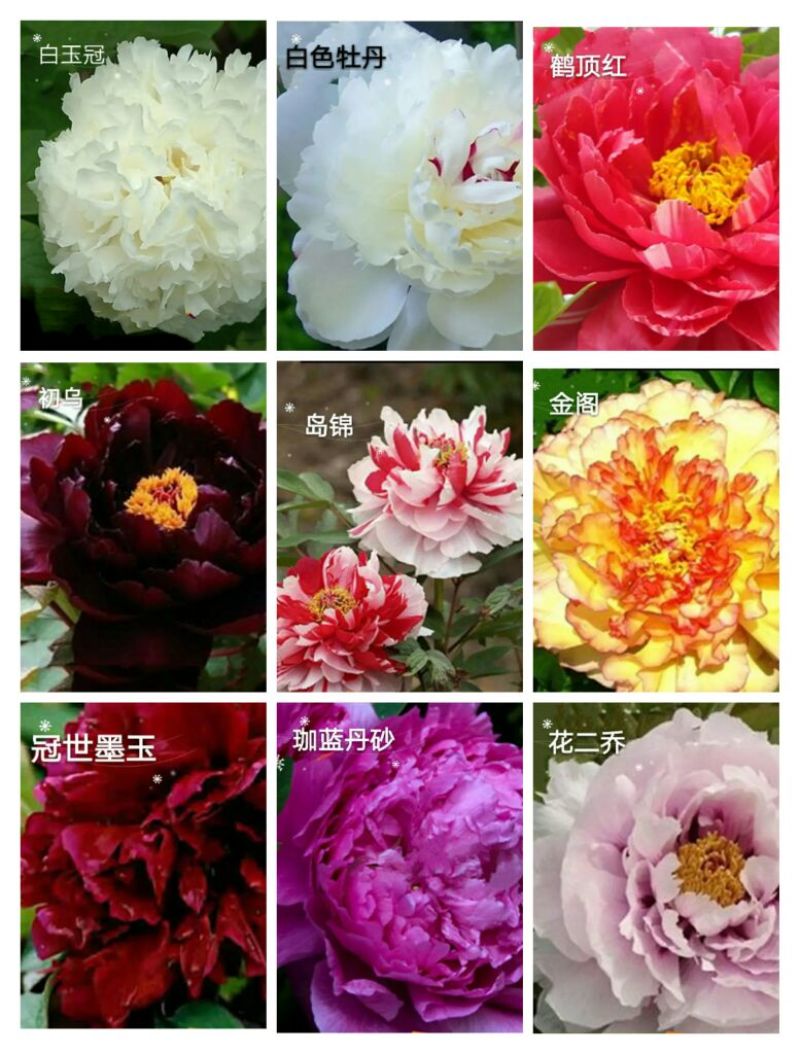 牡丹苗30~40cm