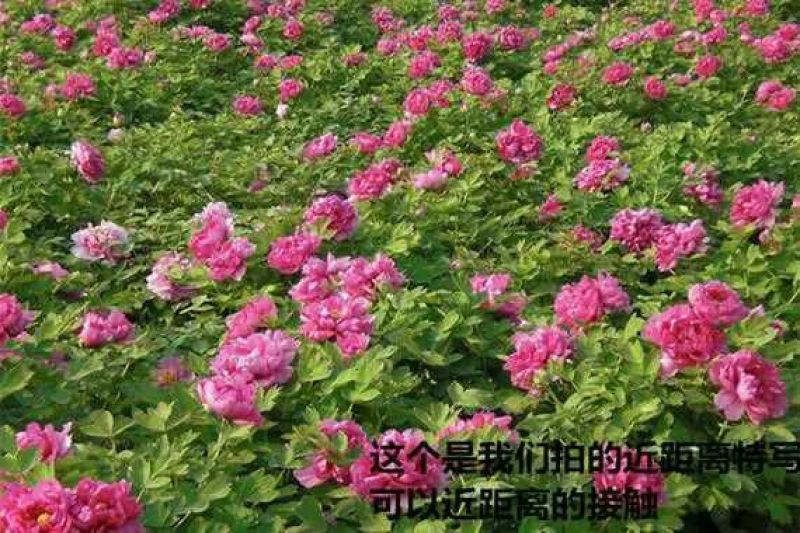 牡丹苗30~40cm