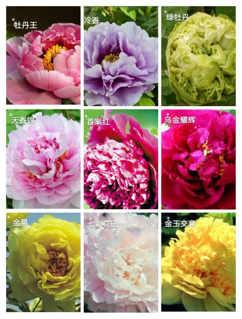 牡丹苗30~40cm