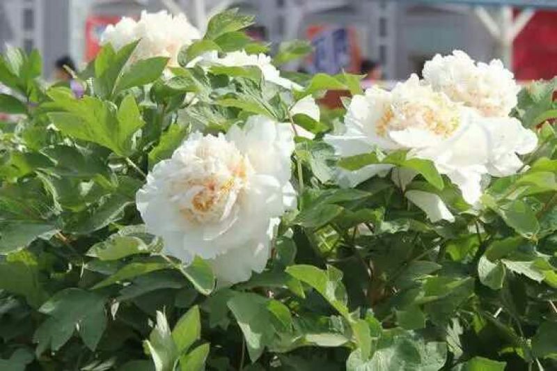 牡丹苗30~40cm