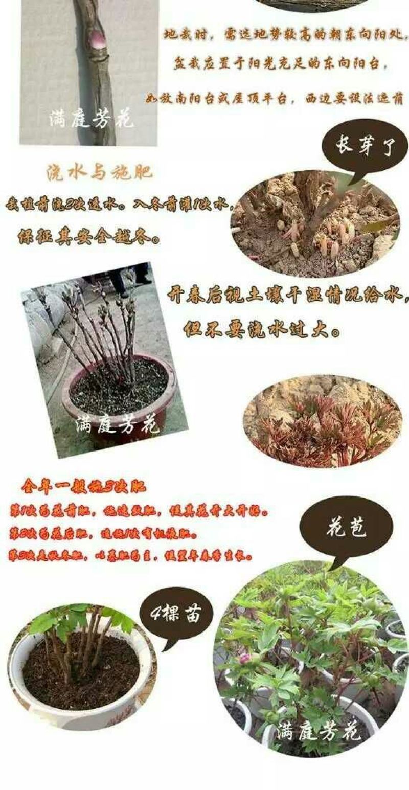 牡丹苗30~40cm