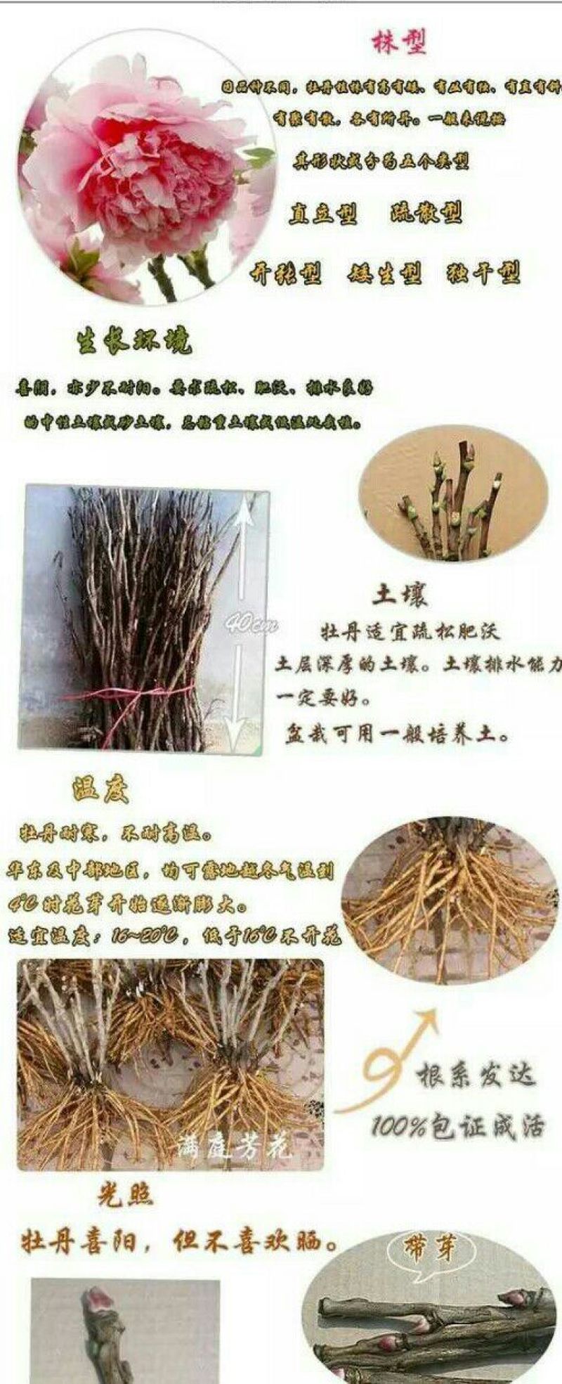 牡丹苗30~40cm