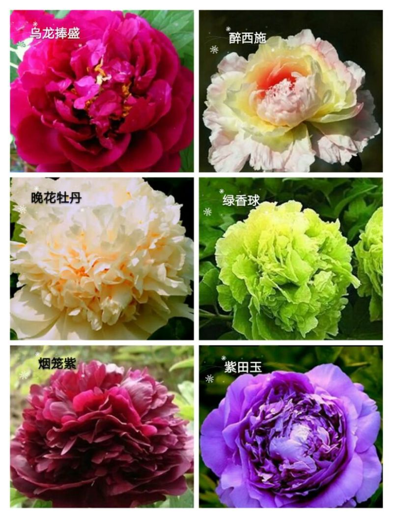 牡丹苗30~40cm