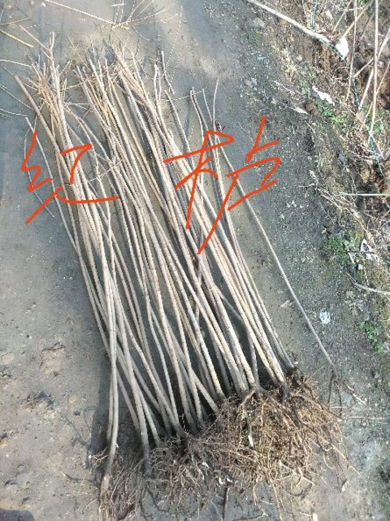 红玉兰苗地栽苗80cm以上