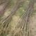 红玉兰苗地栽苗80cm以上