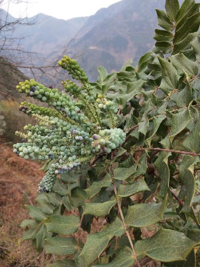 十大功劳叶