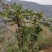 十大功劳叶