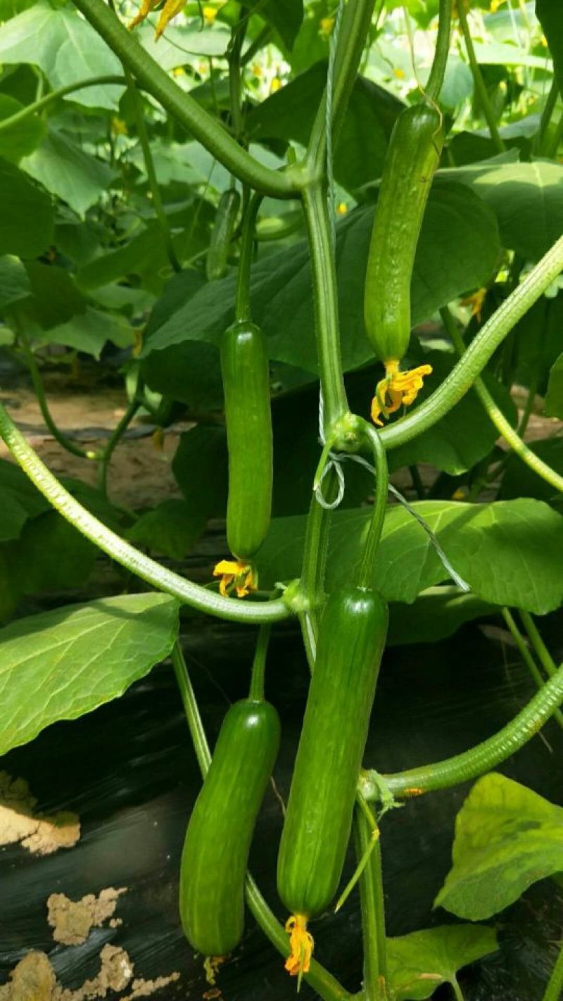 寿光无刺水果小黄瓜苗子圆柱型节节有瓜口感好瓜柄长