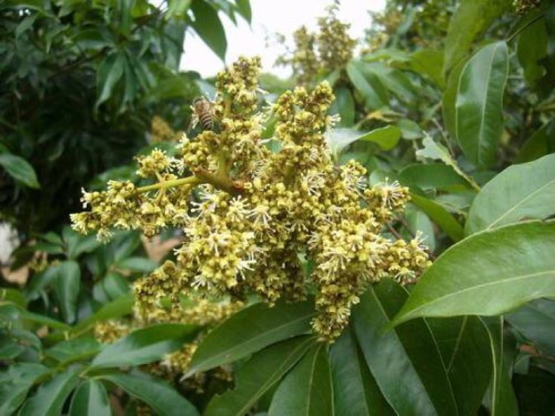 百花蜜荔枝蜜