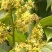 百花蜜荔枝蜜