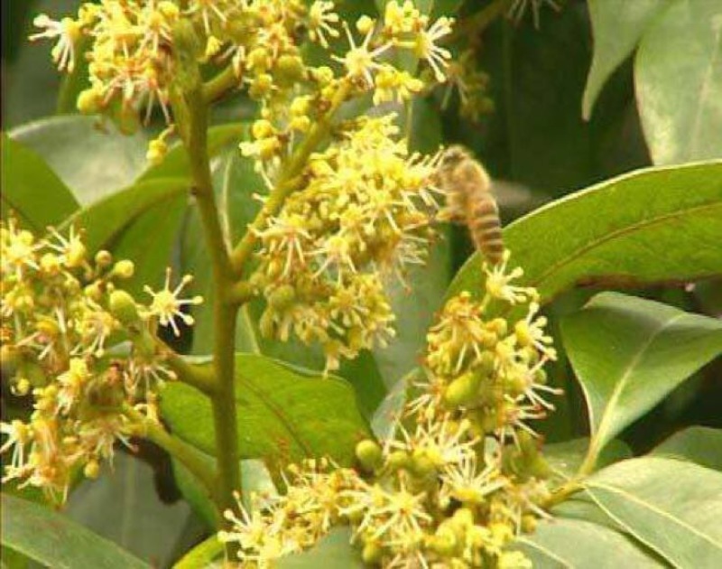 百花蜜荔枝蜜