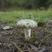 🔥青头菌红菇🔥野生山珍蘑菇楚雄红菇
