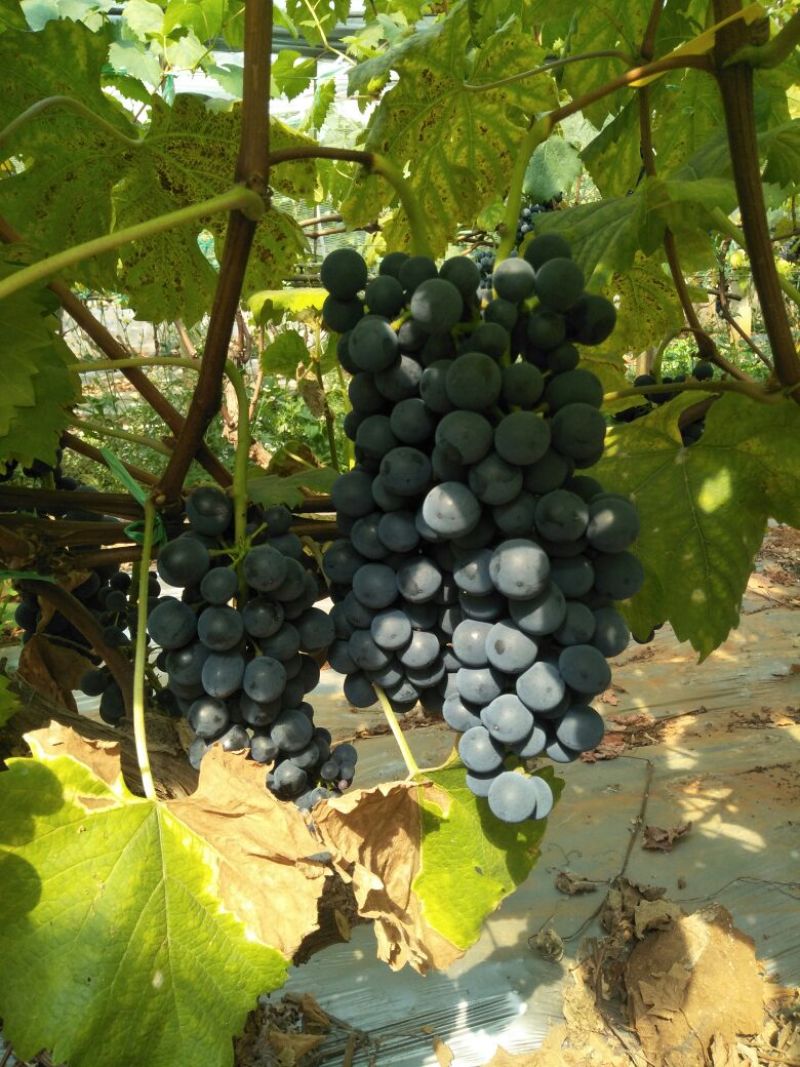 夏黑葡萄5%以下1~4斤