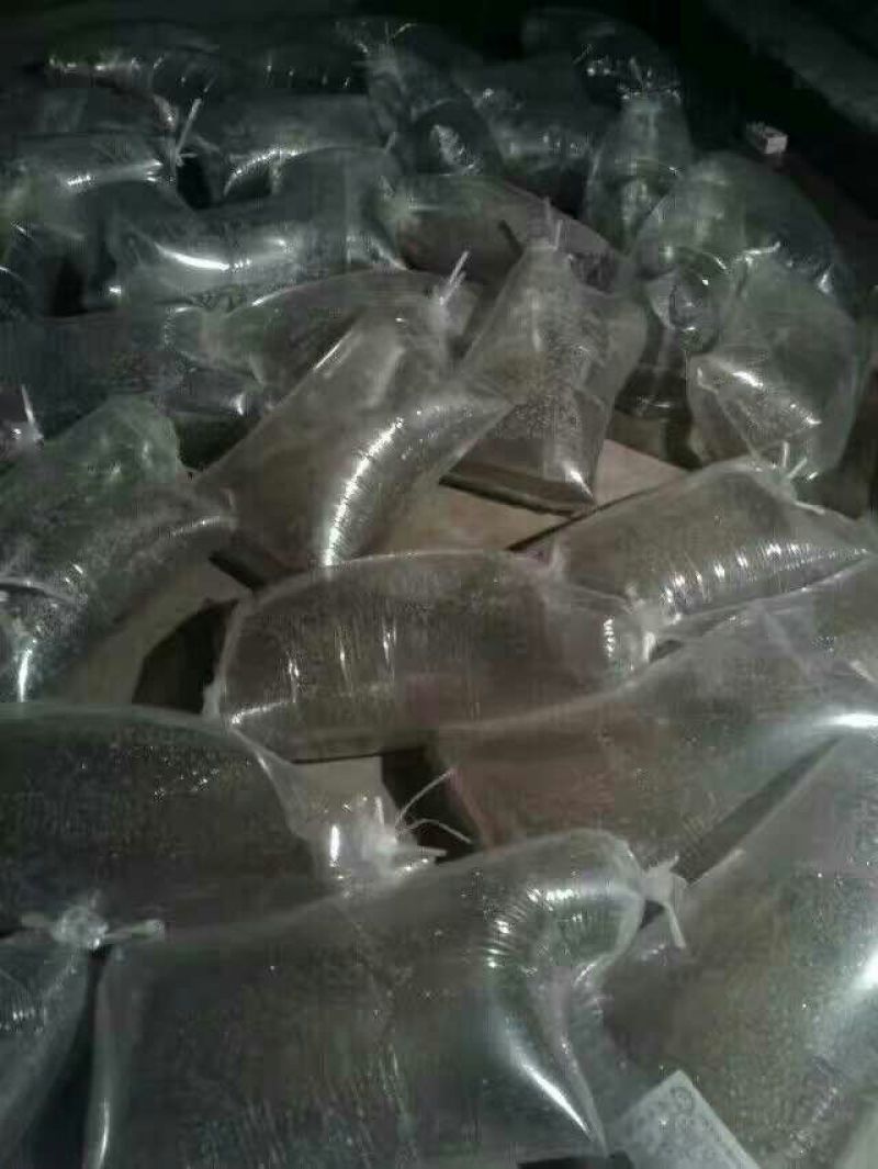 鲫鱼苗鱼苗每斤10--40尾