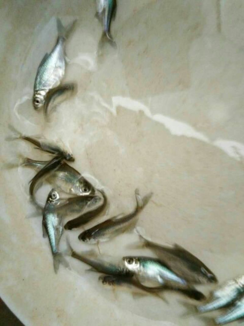武昌鱼苗三角鲂，团头鲂，边鱼苗，大量现货出售