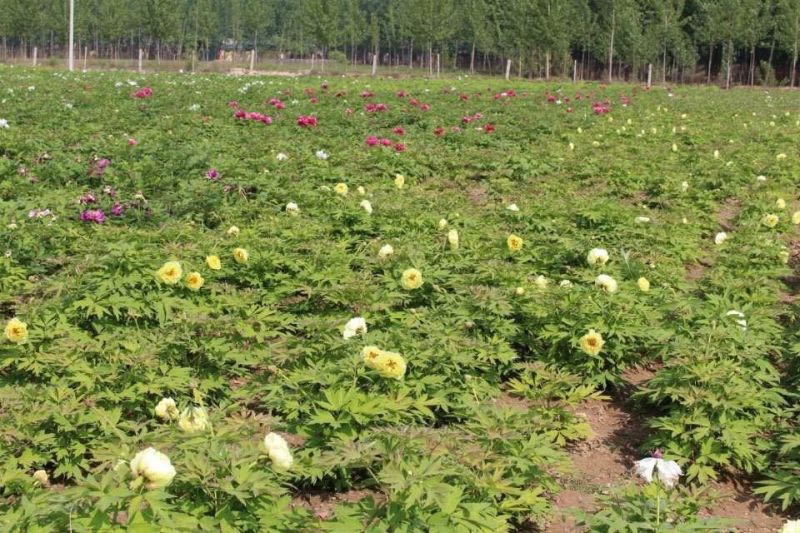 【牛商推荐】观赏牡丹姚黄黄色系0.5米以下，欢迎来电