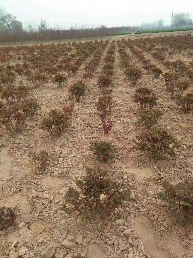 【牛商推荐】观赏牡丹姚黄黄色系0.5米以下，欢迎来电