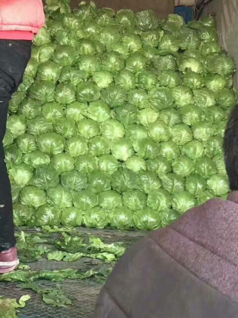 河北甘蓝，上市，菜特别绿，宣，专业工人。发全国。棚头装货