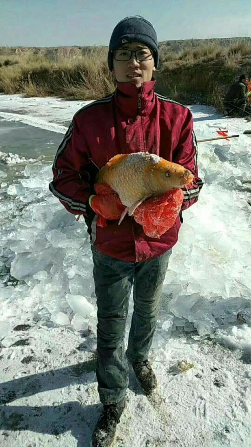 黄河鲤1~2公斤食用