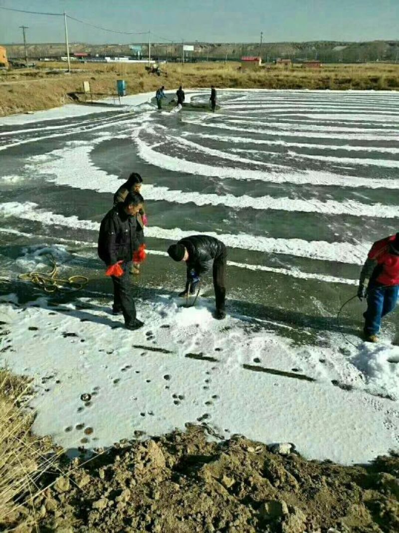 黄河鲤1~2公斤食用