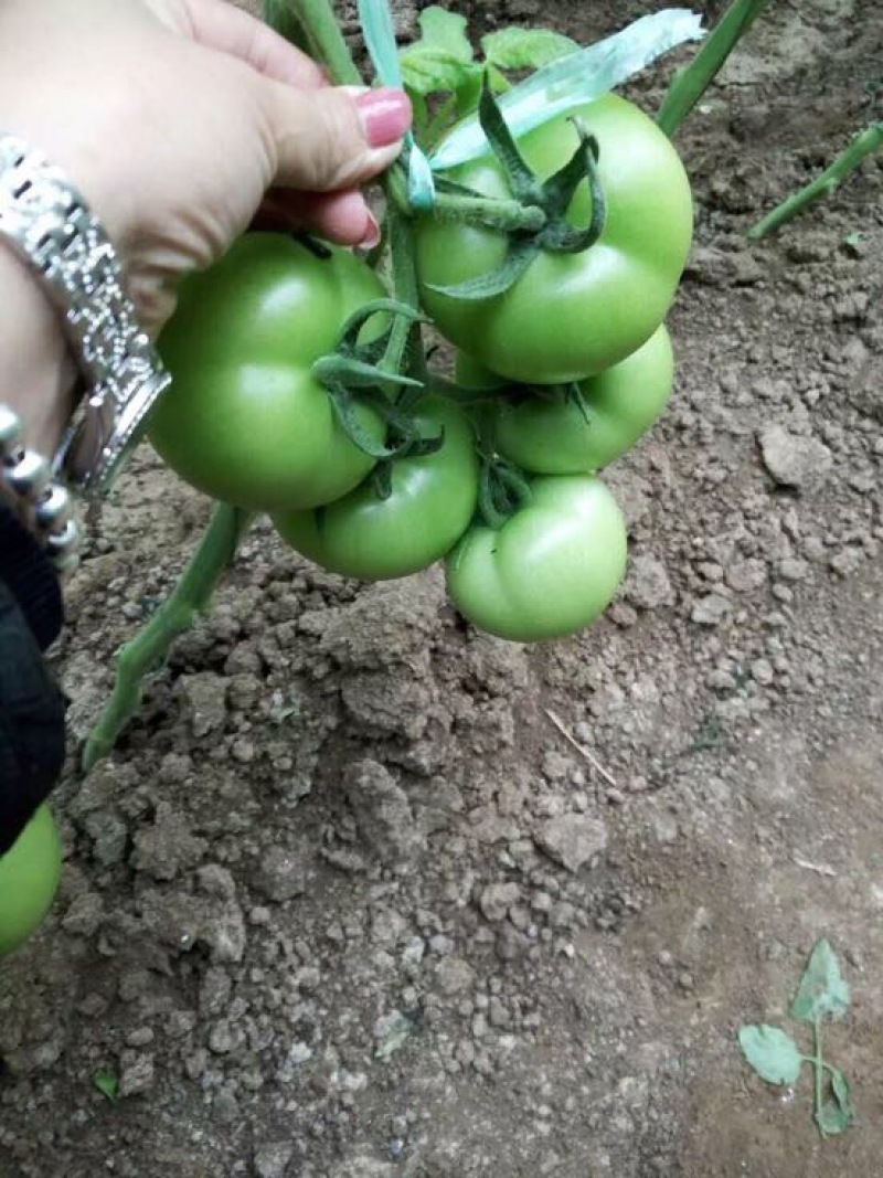 西红柿苗四叶一心