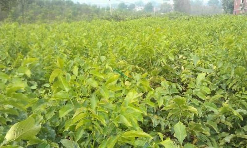 核桃苗50~100cm1~2年