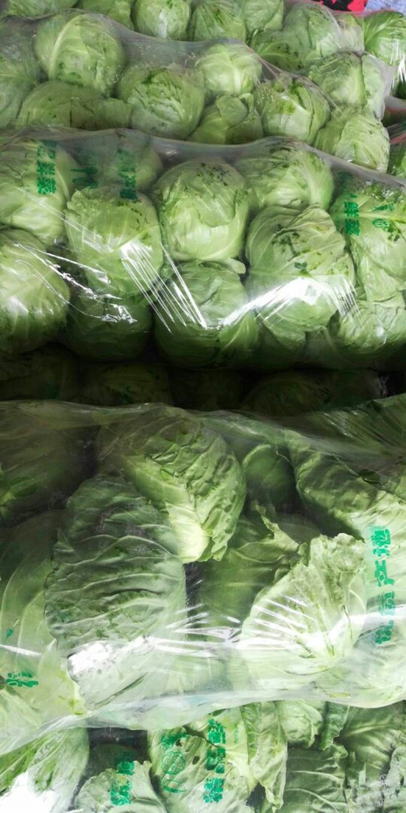 【特惠推荐】甘蓝0.5~1公斤精品山东金乡蔬菜批