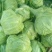 【特惠推荐】甘蓝0.5~1公斤精品山东金乡蔬菜批