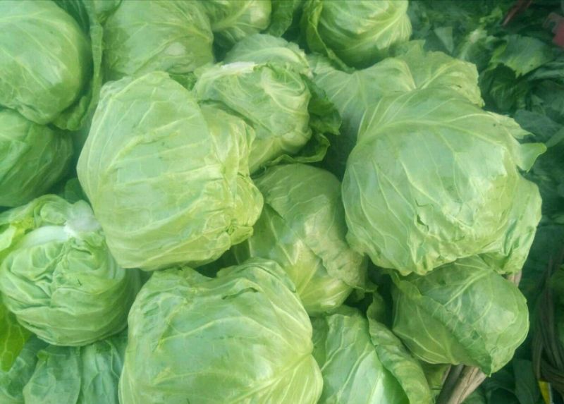【特惠推荐】甘蓝0.5~1公斤精品山东金乡蔬菜批