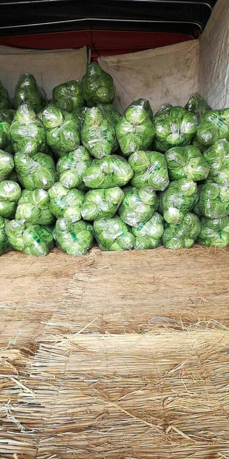 【特惠推荐】甘蓝0.5~1公斤精品山东金乡蔬菜批