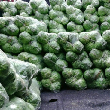 【特惠推荐】甘蓝0.5~1公斤精品山东金乡蔬菜批