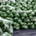 【特惠推荐】甘蓝0.5~1公斤精品山东金乡蔬菜批